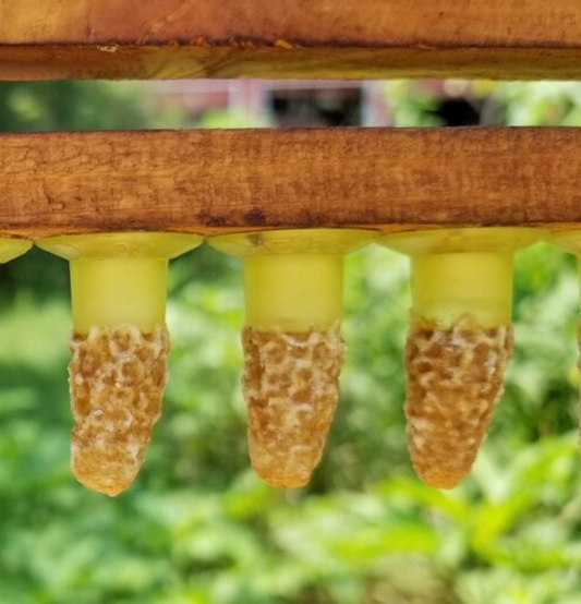 QQI Queen Cells (Delivery June 10, 2026) NEXT BATCH Estmated June 18th